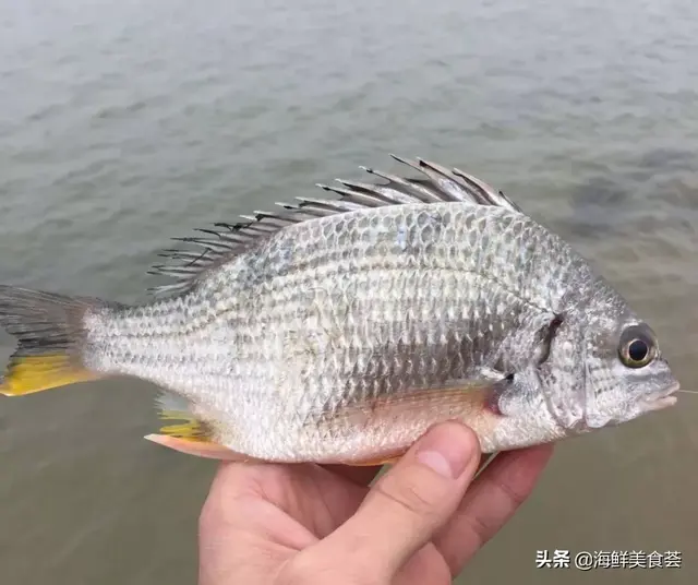 最受闽南人喜欢的野生海鱼，没有小刺，特别适合小孩子吃