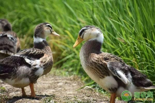 大棚养鸭前景怎么样？养鸭品种如何选择？