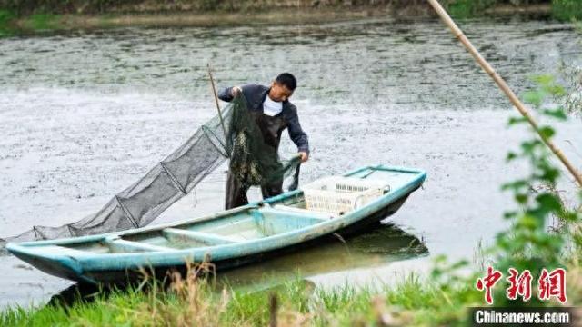 （乡村行·看振兴）江西共青城“蟹”逅金秋捕捞忙