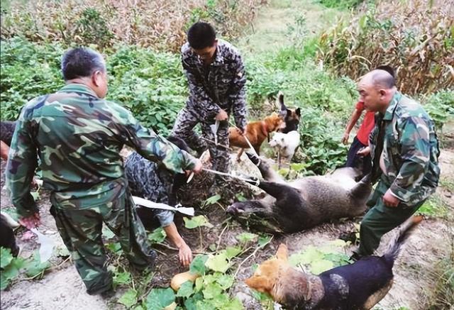 “野猪肉”要上市了？陕西对20万头野猪大开杀戒，它们犯了啥错？