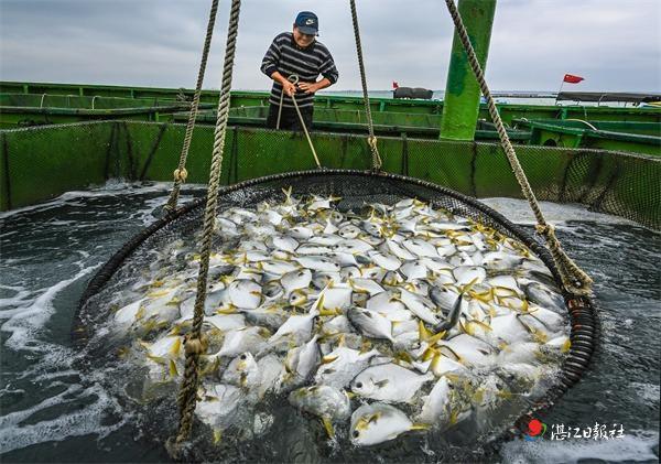 海洋牧场步伐劲