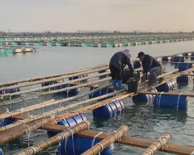 福建海参吊笼养参高手怎样保参苗成活率，日常投喂又有什么秘宝？