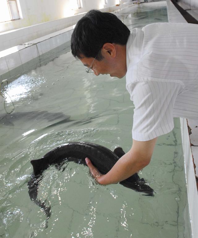 黑龙江边地，濒临灭绝的“水中大熊猫”——鲟鳇鱼重生记