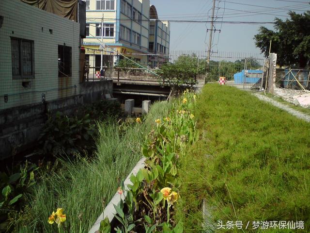 从植物学特性述人工湿地植物的选择与配置