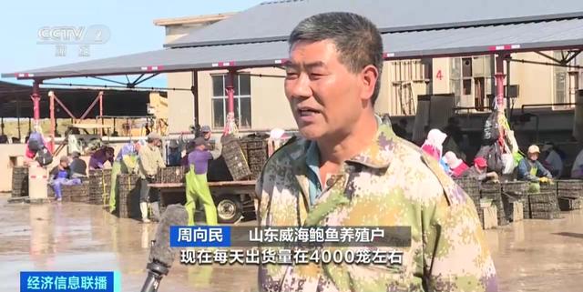 产量倍增！山东荣成“北上南下”养鲍鱼 ，加快建设“海上粮仓”