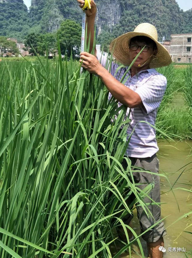 【灵秀钟山 水墨画廊】有吃有玩！钟山这个自治区休闲农业与乡村旅游示范点，宛如世外桃源...