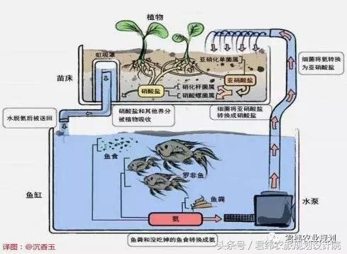 详述艾维：将在全国建立鱼菜共生“连锁农场”