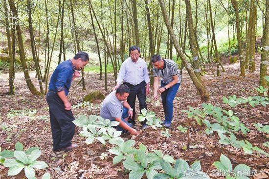 林下种植药材有哪些品种？中草药与农作物、果园、林木的套种模式