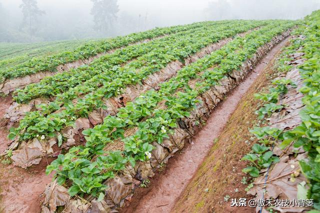 掌握好草莓移栽定植的时机与技巧，提高定植成活率、避免烂苗死棵