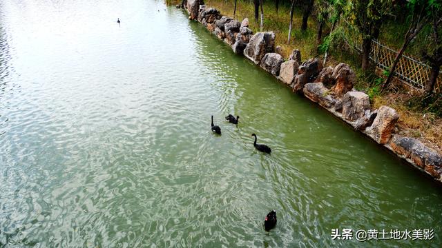 免费游览这个占地近千亩，水禽动物千余只的城市游园，感觉甚好