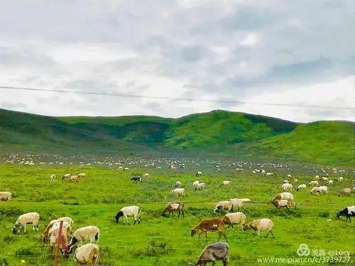 酒泉市多措并举打造高质量肉羊产业集群