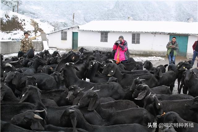 养殖黑山羊利润与成本，投资不算大 目前很稳定的养殖行业