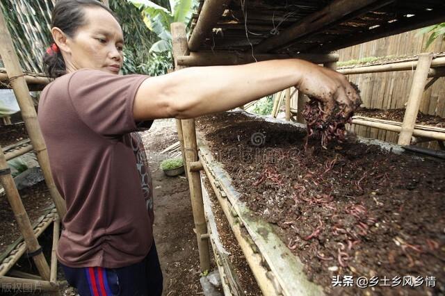 蚯蚓高效养殖管理技术