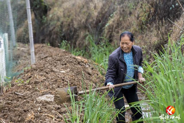 花垣县：开支“青蛙王子” 养蛙顶呱呱