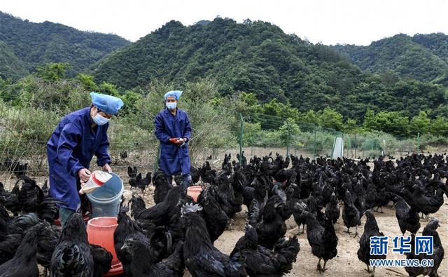 “略阳乌鸡”变“凤凰”助力乡亲奔小康