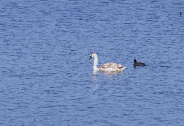 20多只天鹅在这里起舞 胶州出现一片“天鹅湖”