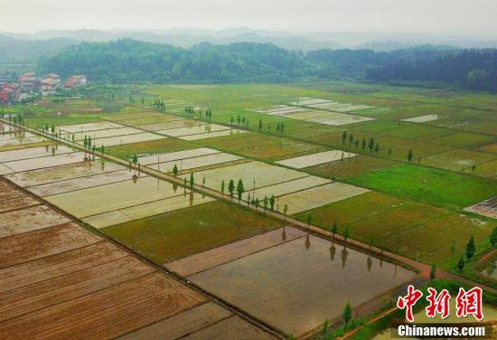 航拍江西仙女湖稻虾养殖基地 似春日田园画卷