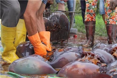 「可怜的海蜇」东港今年高温热死海蜇 直接热化了……