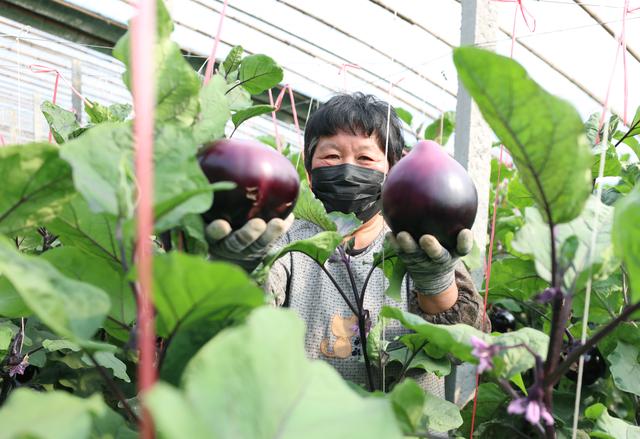 衡水深州：春日大棚忙 农业促增收