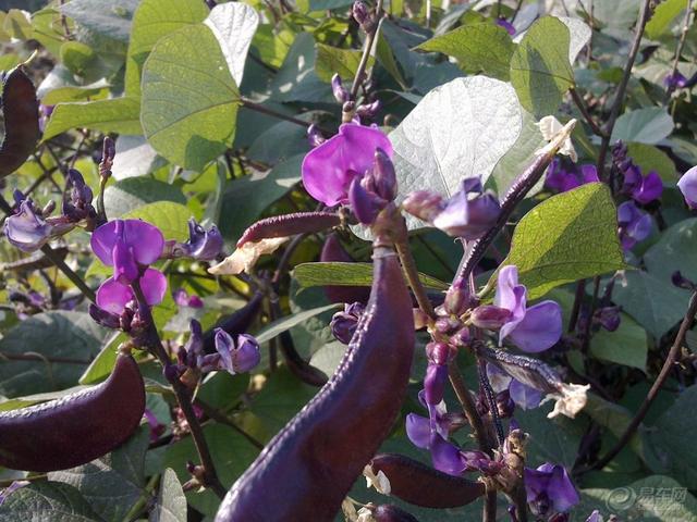 阳台上种植豆角，观花、观果又食用