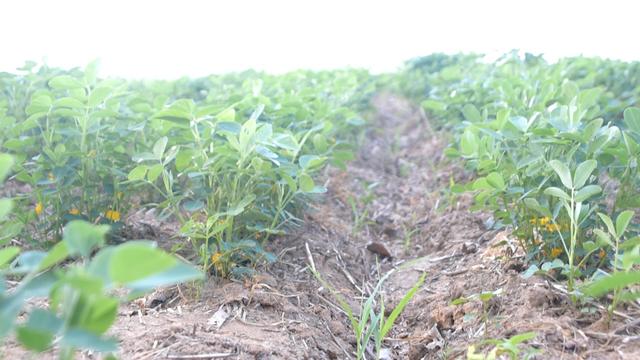 种花生总是花少难结果？促花要有技巧，农户试试4种方法