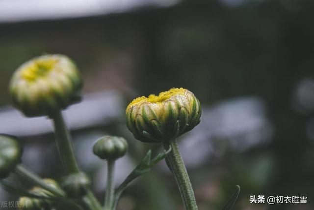 迎接农历九月，谈谈九月，菊花与重阳节