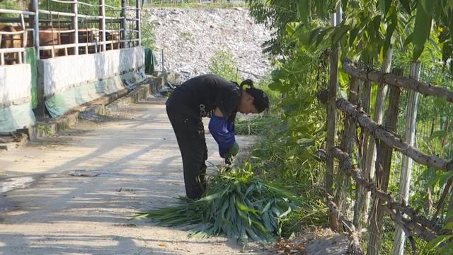 【走向我们的小康生活】怀集中洲镇鱼藤村：“牛”产业增强脱贫“硬底气”