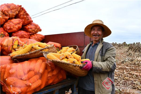 奋进新征程 推动新跨越丨宣威：攥紧农业“芯片”培育种业“龙头”