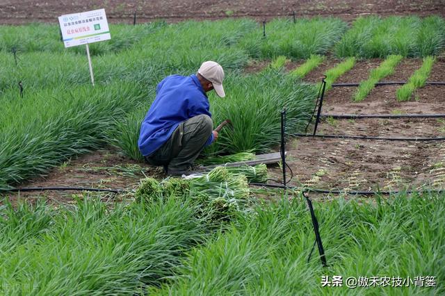 韭菜种植几年后需要重栽？播种和移栽哪种方法好？韭菜啥时间种？