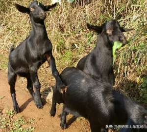 黑山羊养殖技术规程(养殖黑山羊，有“三巧”，你知道吗？)