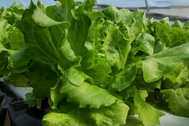 生菜水培种植优势多，换茬省工省力成本低，适合大面积种植