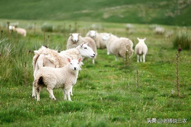 在农村投资10万元资金，是养牛好养羊好还是养猪好？方案全在这里