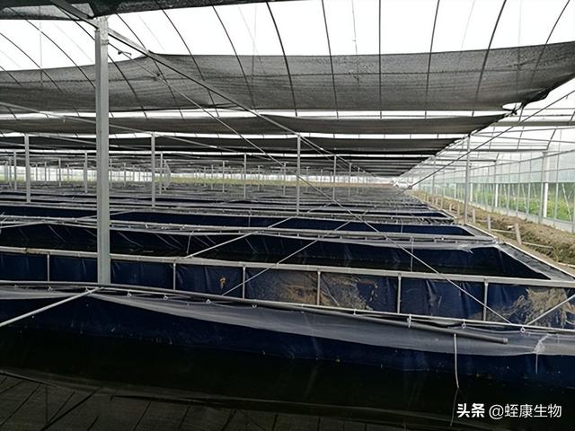 水蛭养殖管理之养殖池中亚硝酸盐高的原因