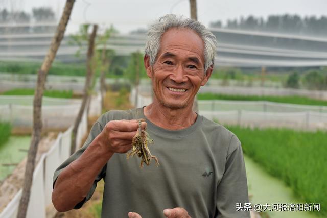 河南：洛阳农村父子齐上阵，稻花香里收获蛙声阵阵