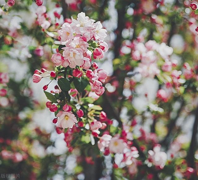 它是“花中女神”，适合栽进院子里，应该如何繁殖