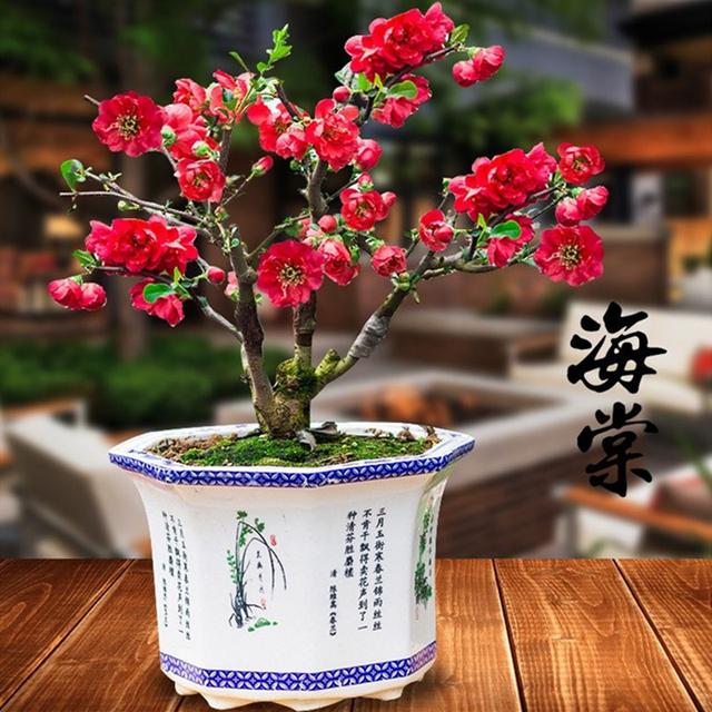 3种“老花树”，能活一百年，冬天不怕冷，开满“吉祥花”