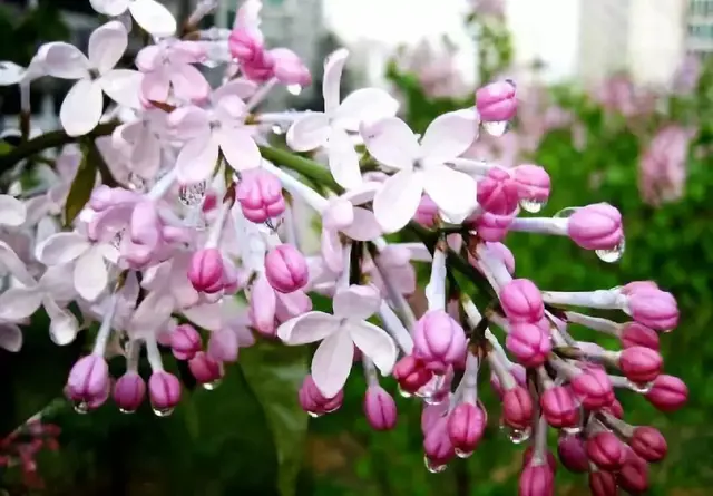 想要养殖好丁香花，掌握9个技巧，给你繁花锦簇