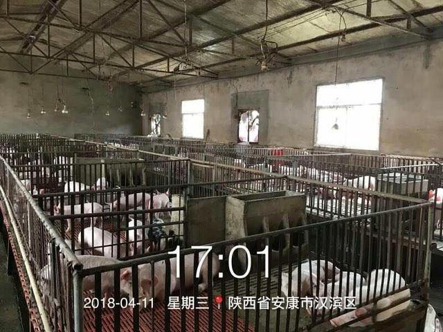 陕南养殖大户放弃半辈子心血，只为环保做贡献