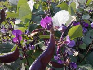 眉豆种植时间(阳台上种植豆角，观花、观果又食用)