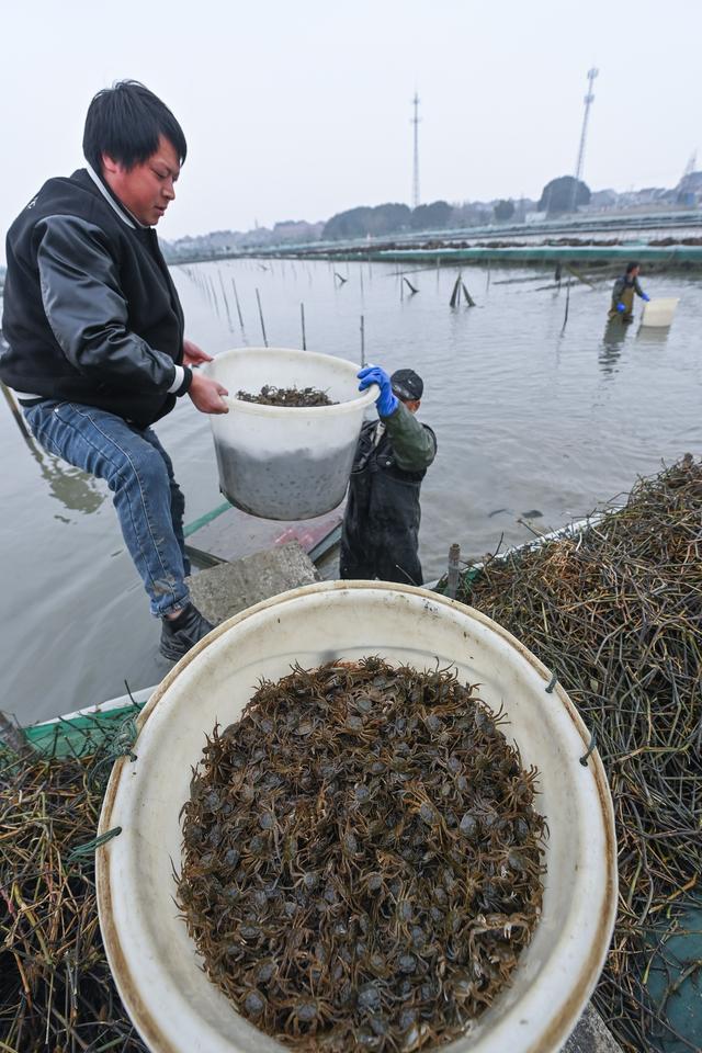 （经济）浙江湖州：春季水乡特色养殖“育苗忙”