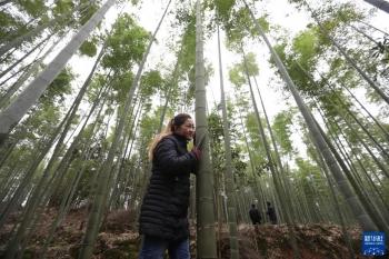 90后苗族女青年 竹酒“种”出致富路「图」