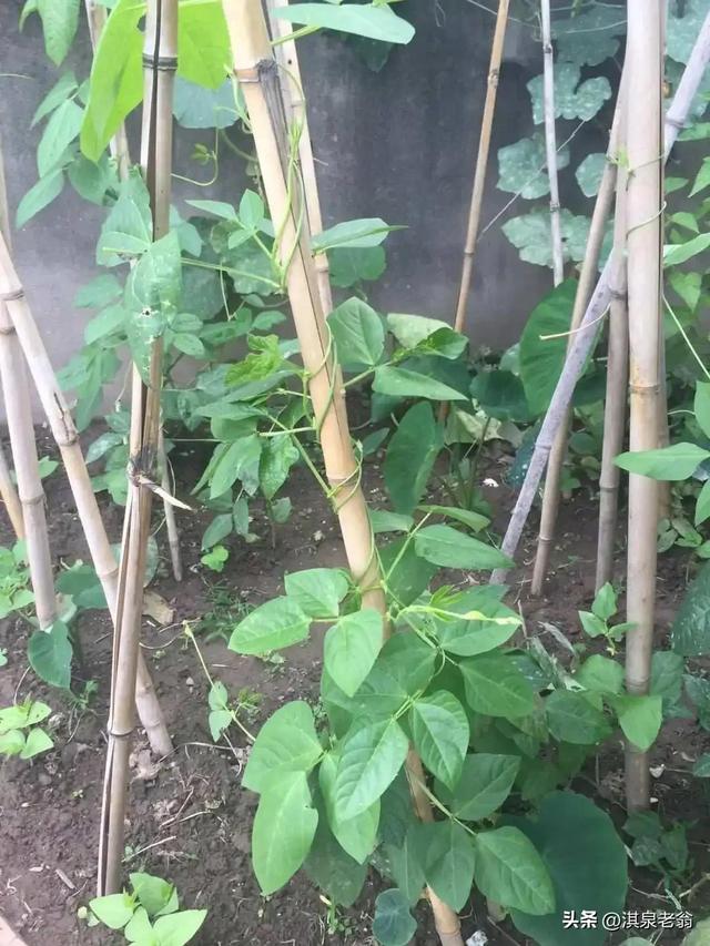 露地种植秋豆角需要哪些技术措施