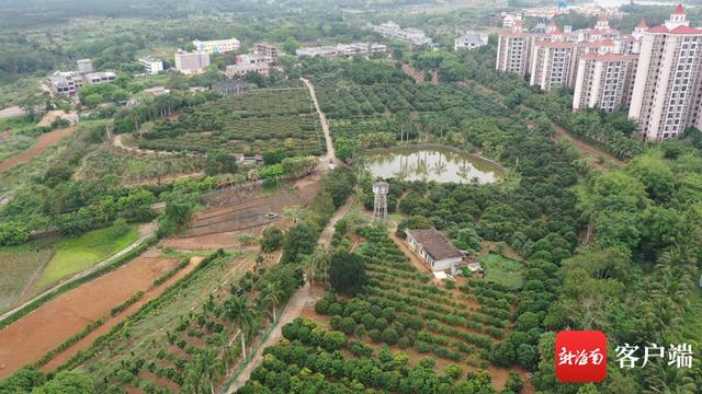 果然有种｜海南乡村振兴新势“荔”②：2000余年种植历史 荔枝与海南渊源颇深