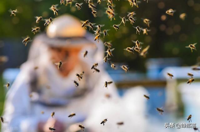 夏季如何预防蜜蜂病敌害？4种情况比较常见，现在知道，恰逢其时