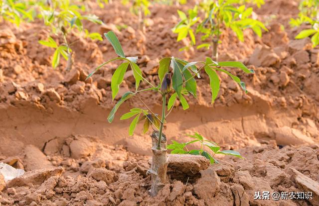 木薯种植技术，抓好这4个方面想不高产都难，你知道那4个方面吗？