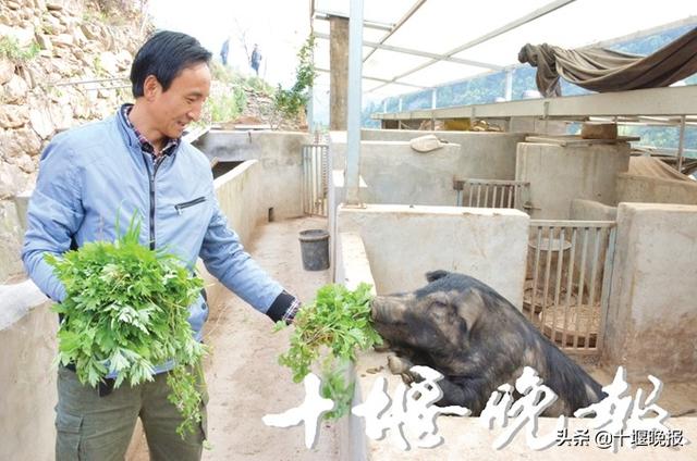 狼狗“放牧”，山林散养“跑山猪” 十堰男子年入200多万