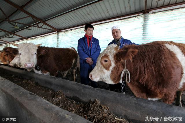 肉牛的养殖前景分析 与养殖过程中的困难解析