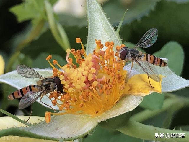 夏季高温蜜蜂就无法产蜜？用好4个技巧，夏季蜜蜂也能高产