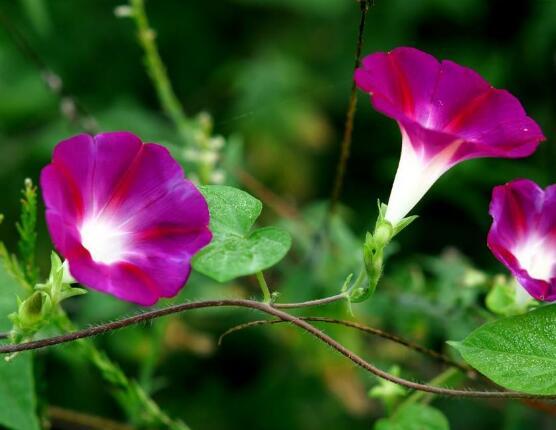 牵牛花怎么养，牵牛花养殖方法