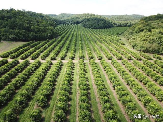 阿根廷2023-24种植季玉米播种面积预计为730万公顷